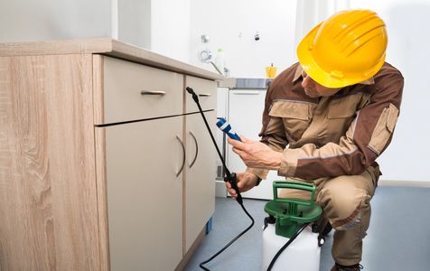 Pest control worker spraying cabinet.