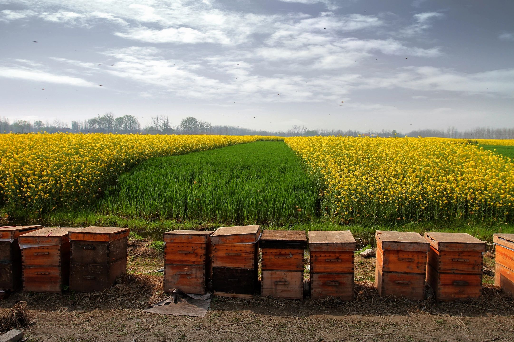 Prairie Rock Honey