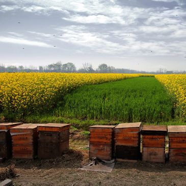 Box with bee hives