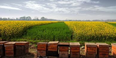 hives on the edge of field