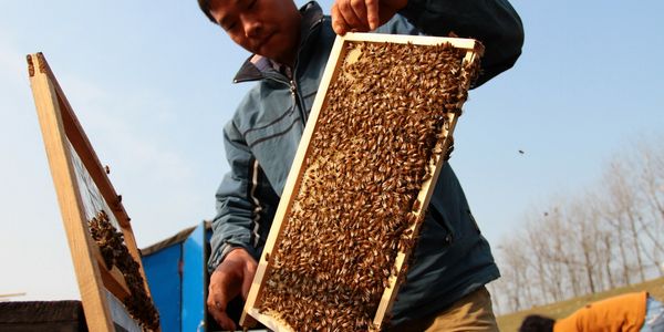 local honey, raw honey, saint louis honey