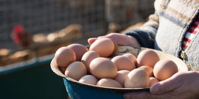 Backyard chicken maintenance