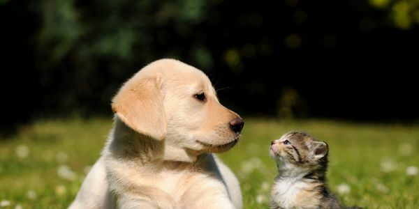 Dog and Cat together 
