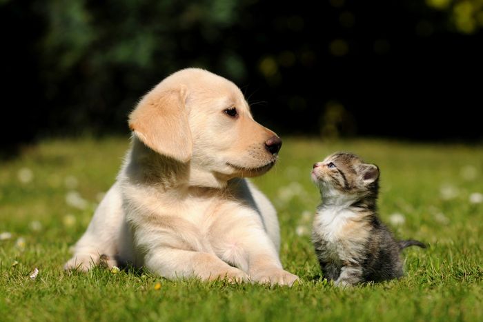 A puppy and kitten looking at each other on grass.