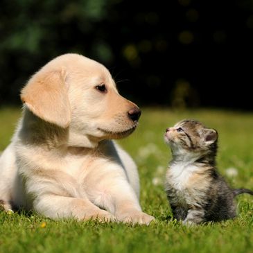 A puppy and a kitten looking at each other on grass.