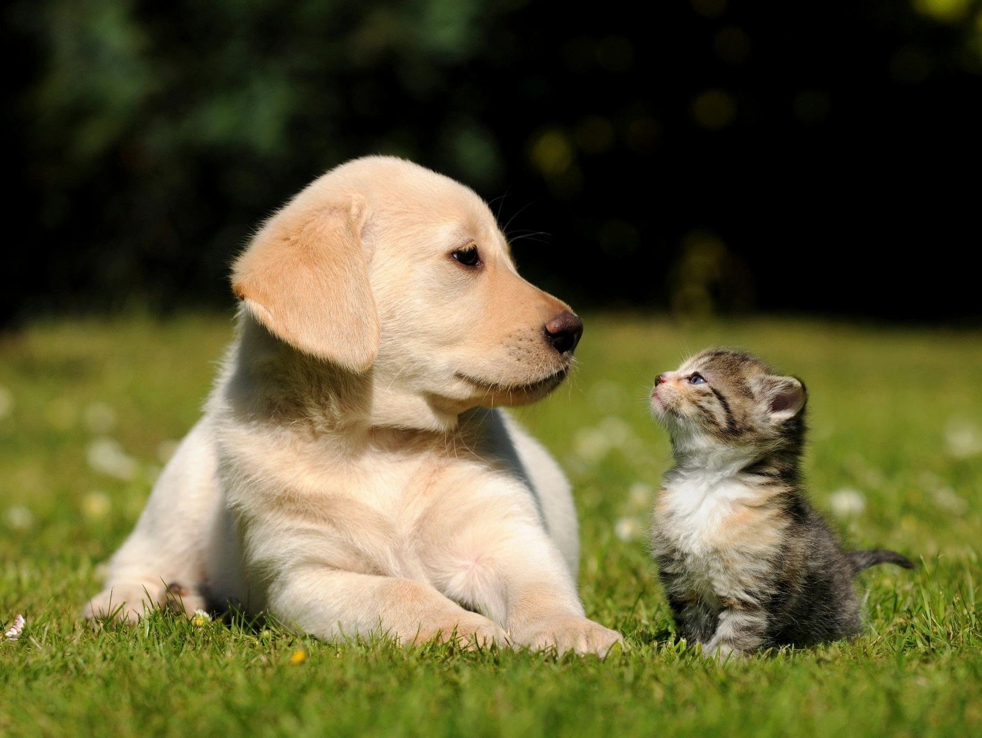 The Dotty Dog pet visiting and sitting services, puppy and kitten