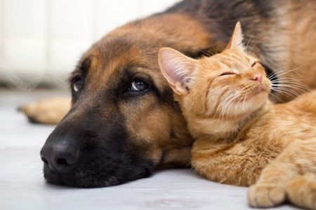 Yellow cat laying her head on a dogs neck