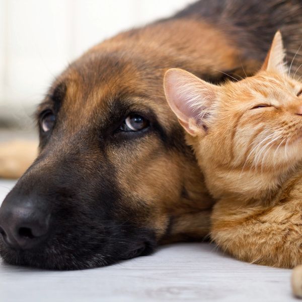 Dog cuddling with cat