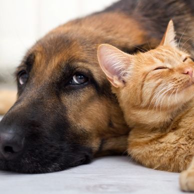 A cat & dog appearing as best friends as a PETS R US AD.