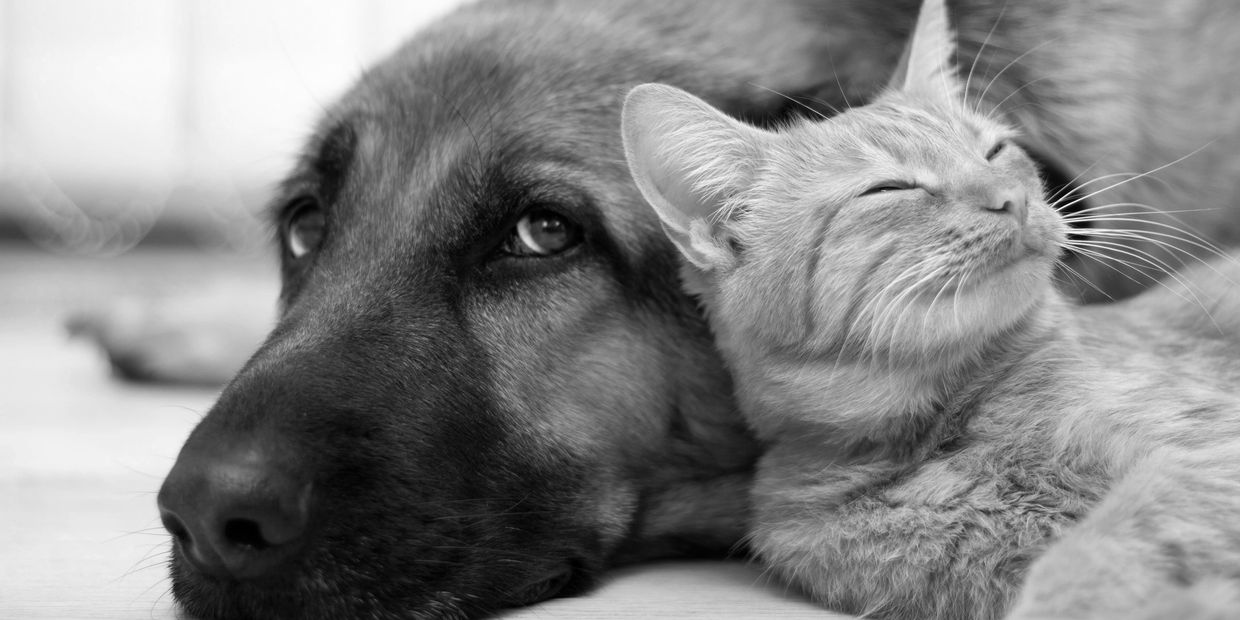 View our pets @24petconnect.com
Zip code 92311