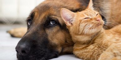 dog and cat. senior pet care