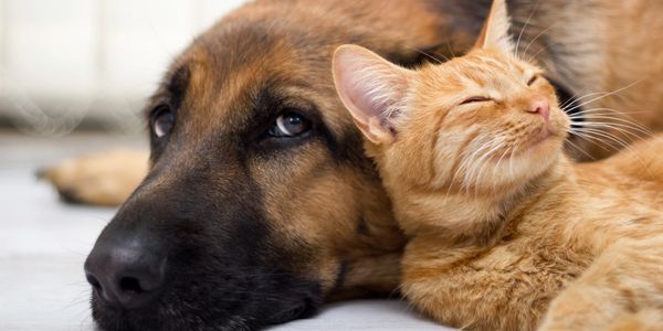 Dogs and cats living together.  We have food, toys and treats for both.
