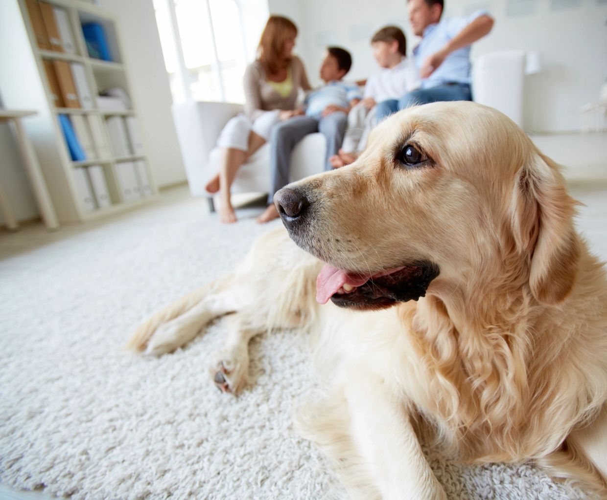 Golden retriever lying on a carpet with family in the background.