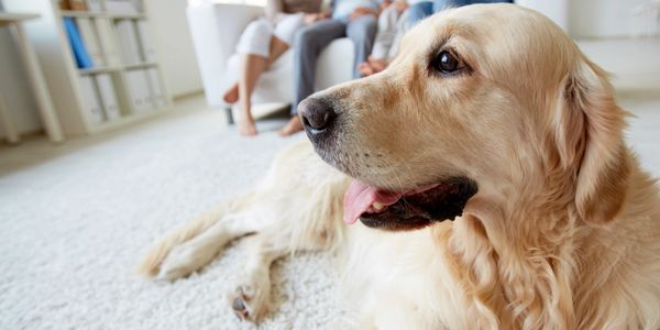 dog relaxing with his family