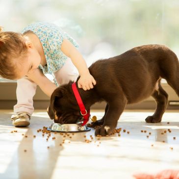 toddler feeding puppy