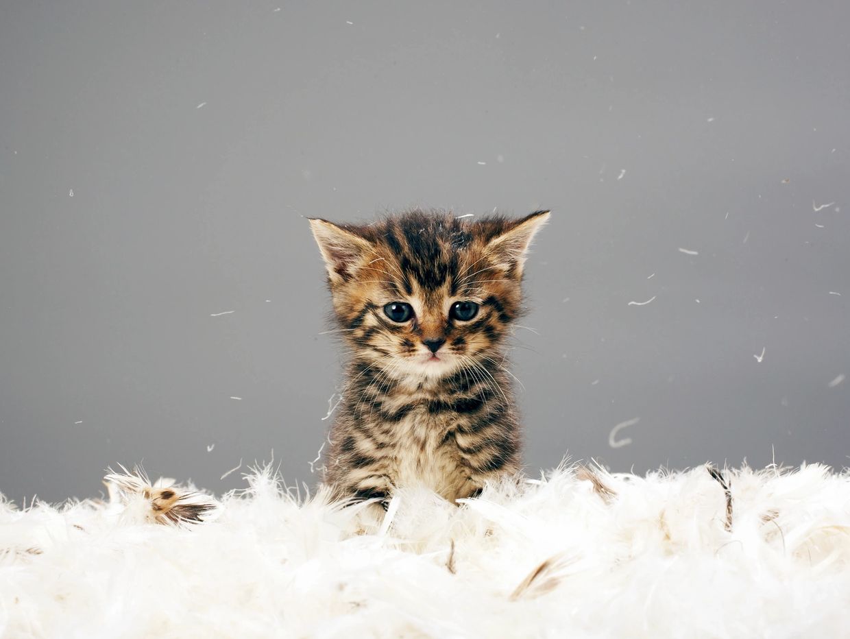 closeup of a cute cat on the feathers 