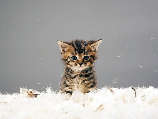 Adorable kitten.