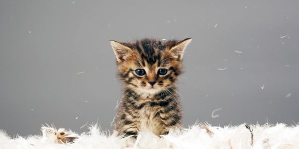 Cute kitten in feathers 