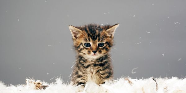 kitten