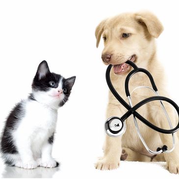 dog and cat clinic of niagara