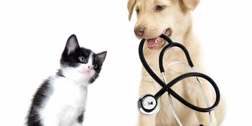 A black and white cat, looking at a dog with a stethoscope in its mouth