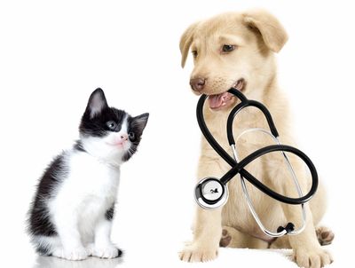 Puppy holding a stethoscope next to a curious kitten on white background.