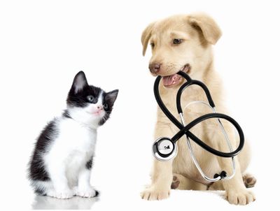 Kitten and puppy holding a stethoscope.