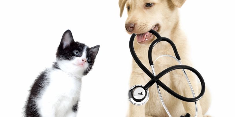 A dog holding a stethoscope and a kitten