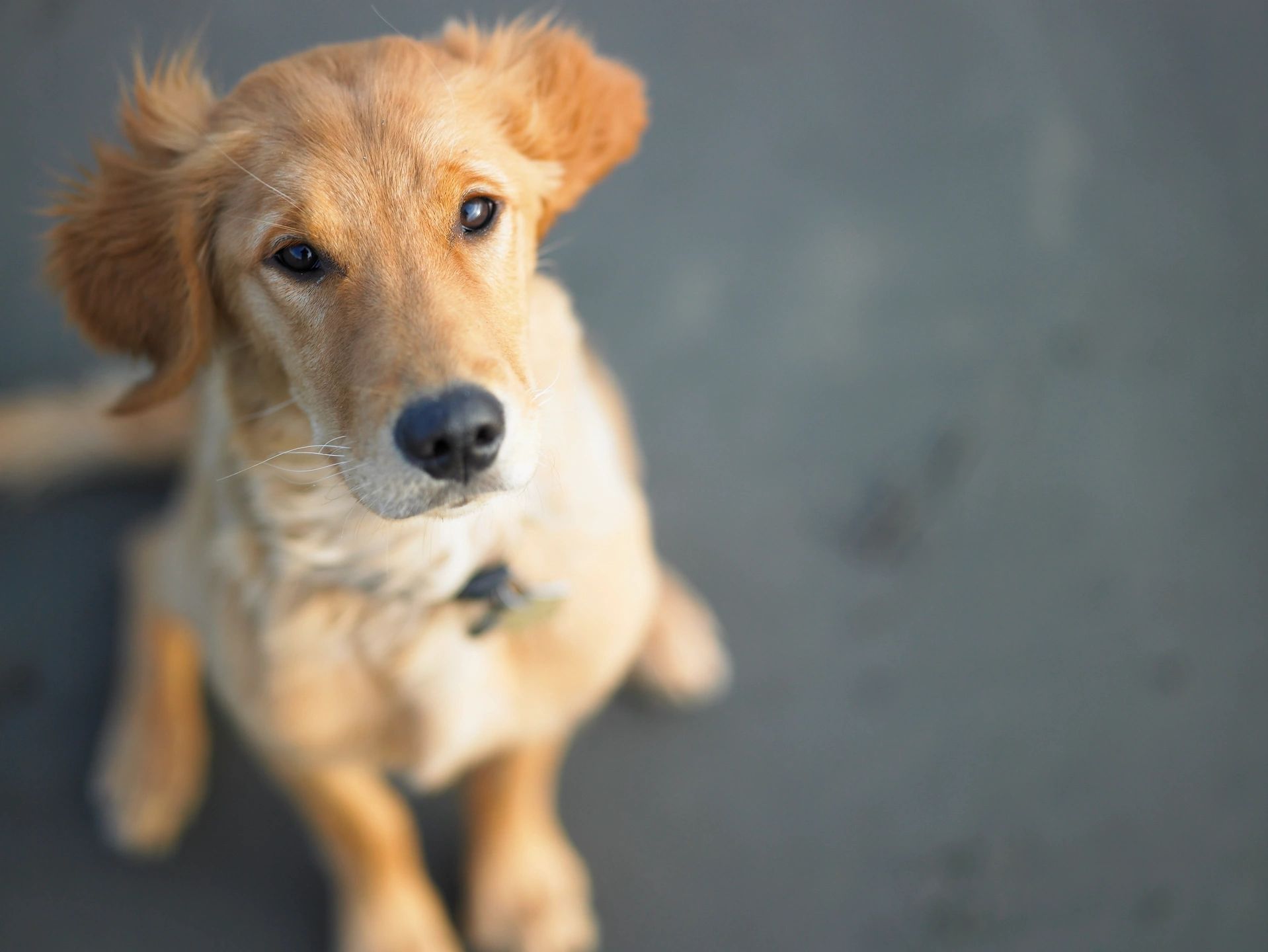 Central 2025 coast spca