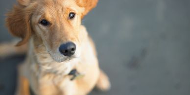 Young golden retriever looking up at the camera.