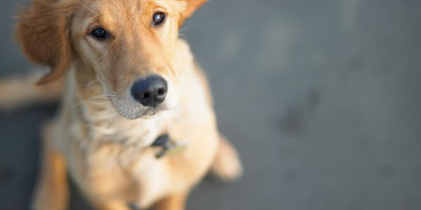 Puppy Basic Obedience Training