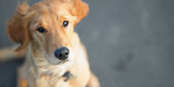 Close-up of a golden retriever dog looking curiously.