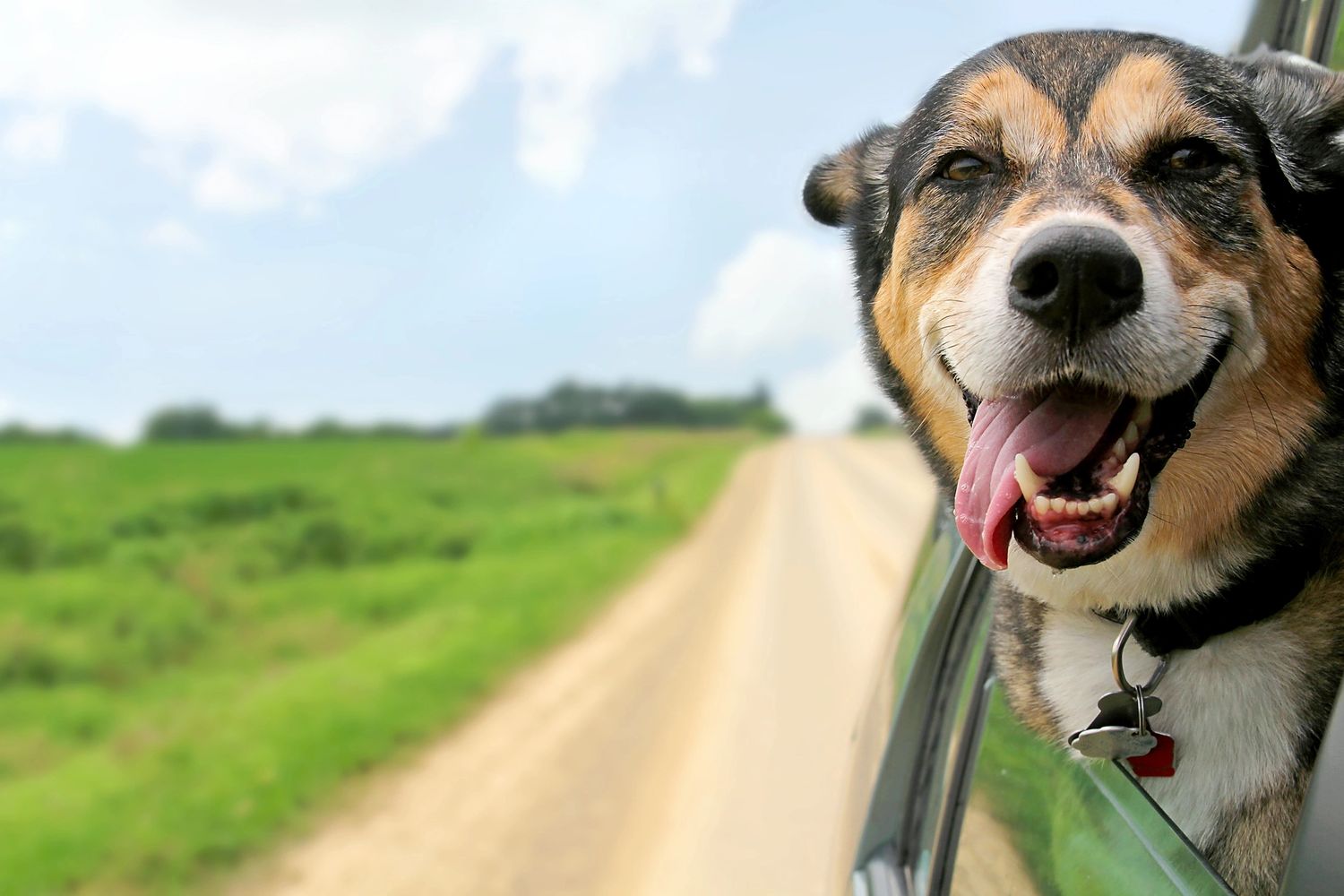 Tri-colored dog sticking head out of car window