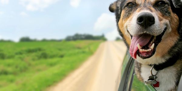 Happy dog sticking head out of car window