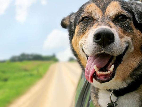 Happy dog sticking head out of car window on a countryside road.