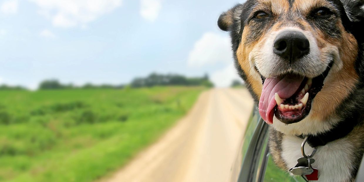 Dogs think visiting is like camp.