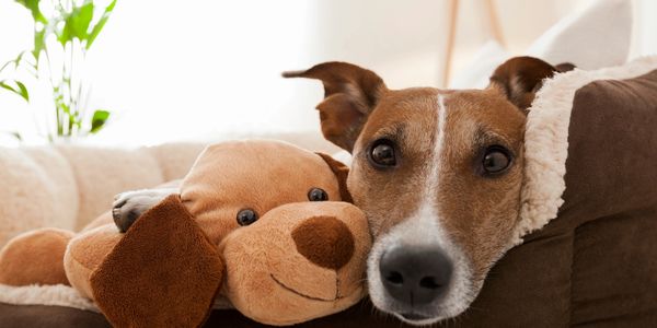 dog with toy