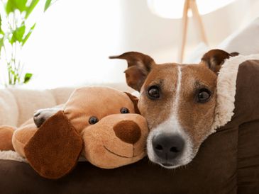A dog resting its head next to a stuffed dog toy on a couch.