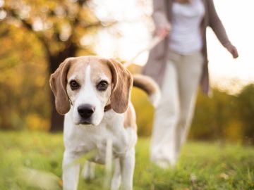 Beagle dog walking with owner outdoors.