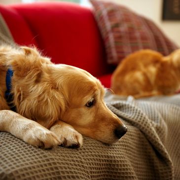 Un golden et un chat domestique coucher sur un divan