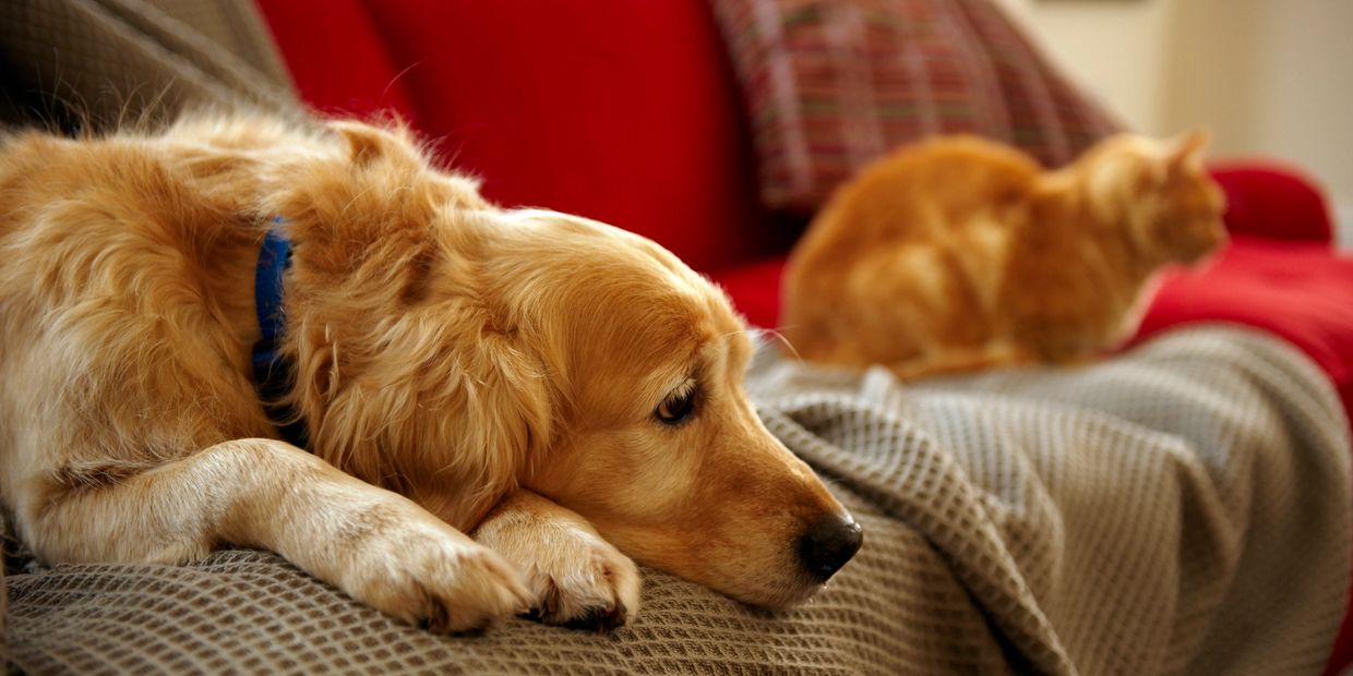 A dog and a cat on a sofa happy with the pet sitting service