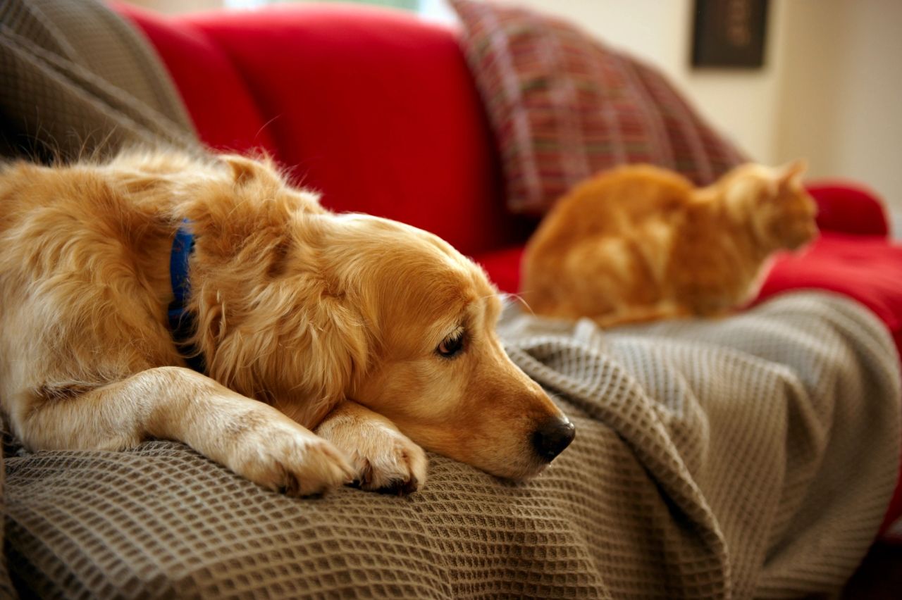 a dog and cat