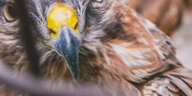 Harris Hawk focussing on pray ready to work  