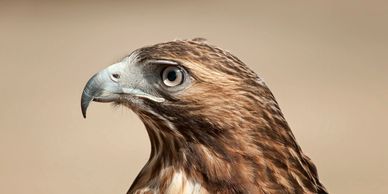 Buzzard, cairngorm mountains, Strathdon