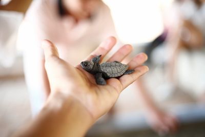 A tiny sea turtle hatchling rests on a person's palm.