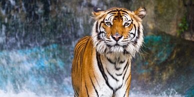 A majestic tiger standing in water with a waterfall in the background.