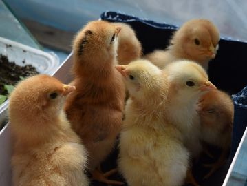 A group of fluffy chicks huddled together.
