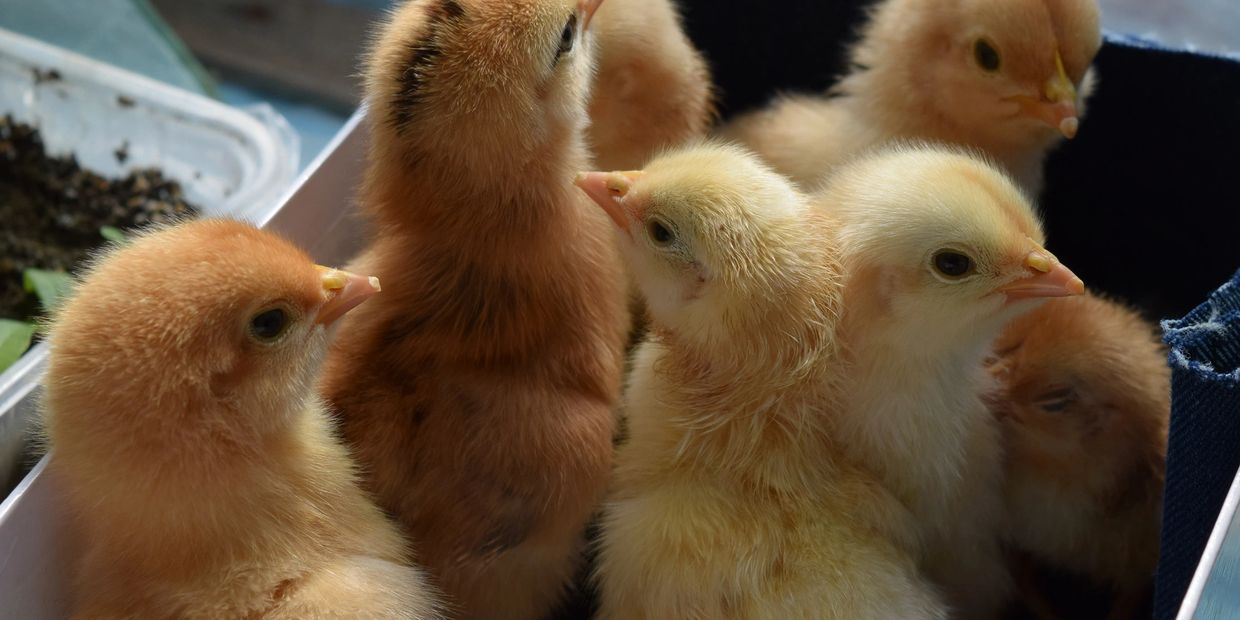 A group of fluffy yellow and orange baby chicks closely huddled together.