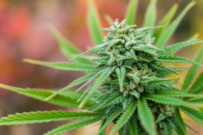Best Weed Near Me: How El Paso Residents Find Premium Cannabis in 2026