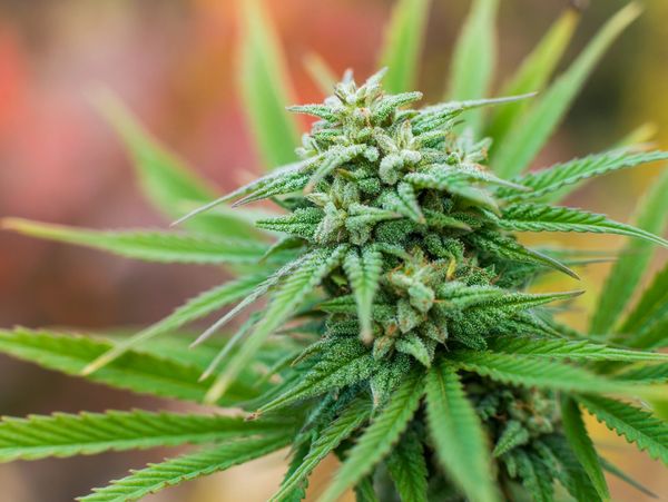 Cannabis growing Phoenix Arizona clones marijuana 